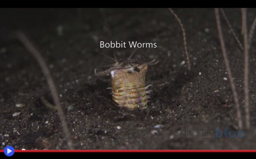 Bobbit Worm