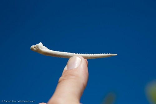 Catfish spine