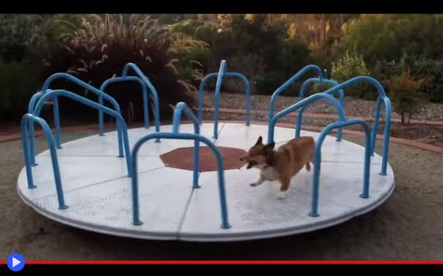 Corgi Carousel