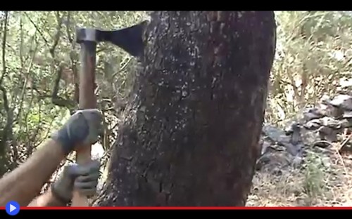 Cork Harvesting