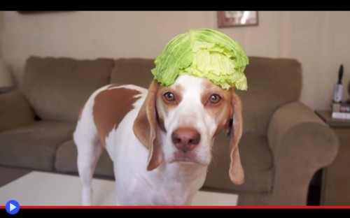 Maymo Cabbage