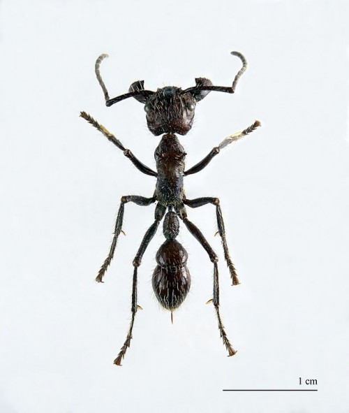 Paraponera clavata