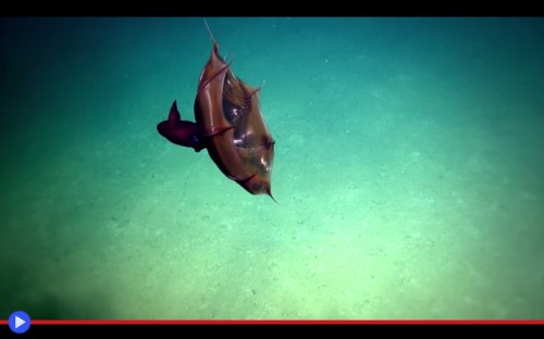 Vampire squid