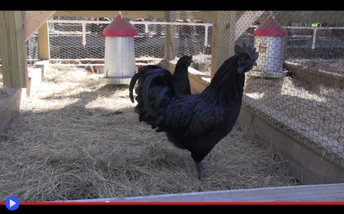 Ayam Cemani 0