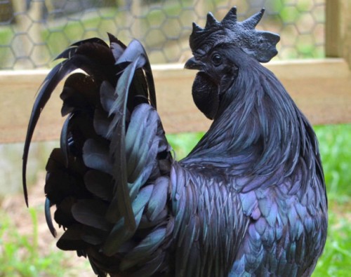 Ayam Cemani 2