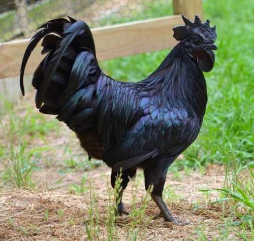 Ayam Cemani