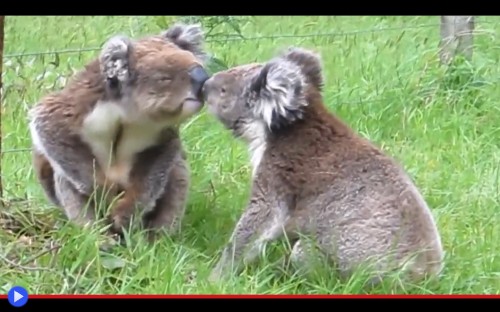 Dialogo dei koala