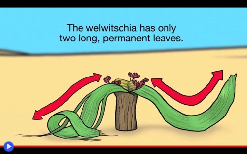 Welwitschia 2
