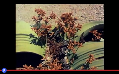 Welwitschia 3