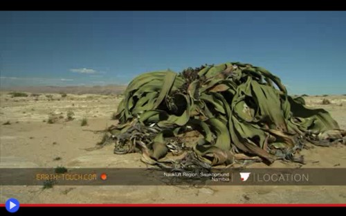 Welwitschia