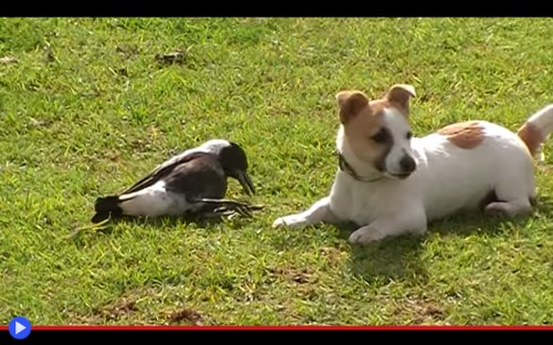 Australian Magpie 2