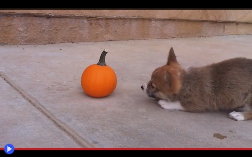 Corgi Pumpkin