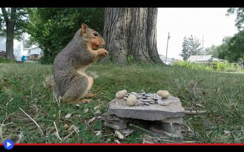 Grey Squirrel