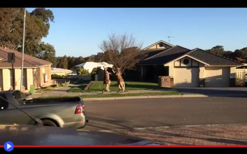 Kangaroo Fight