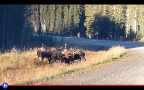 Moose Fight