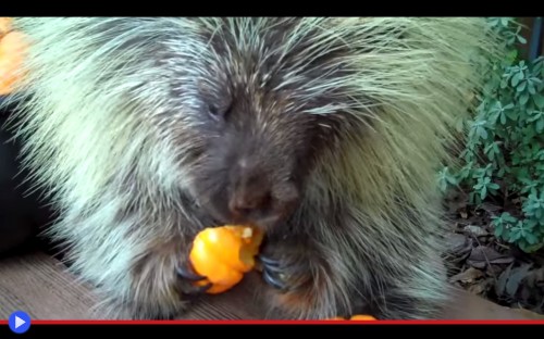 Porcupine Pumpkin