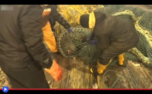 Sea Lion fishermen