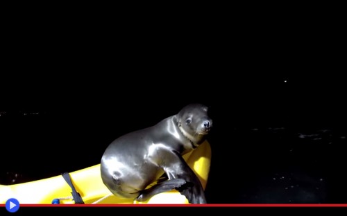 Sea Lion pup