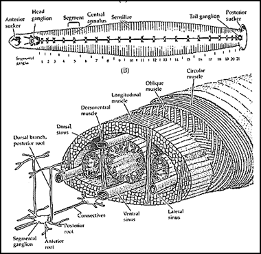 leech schematics