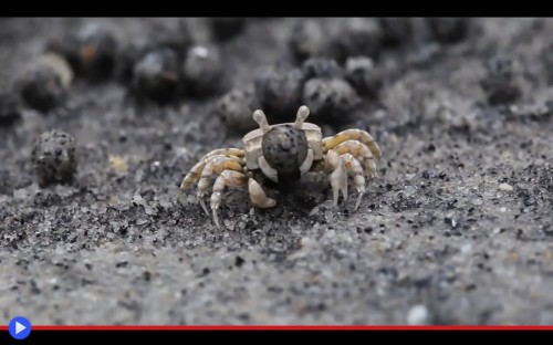 Bubbler Crab