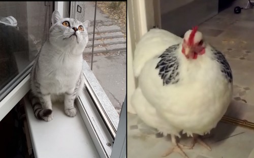 Gatto e pollo