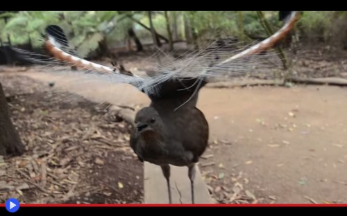 Lyrebird