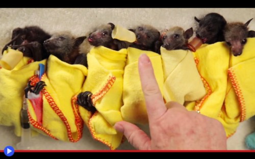 Bat Burritos