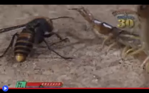 Bug Fights 1