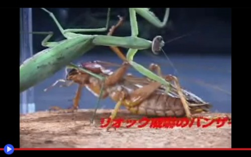 Bug Fights 4