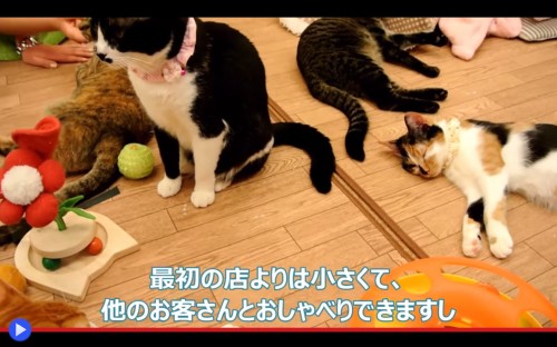 Cat Cafe