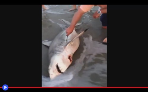 Shark C-Section