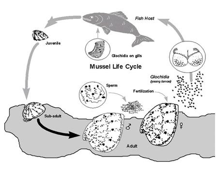 Mussels Cycle