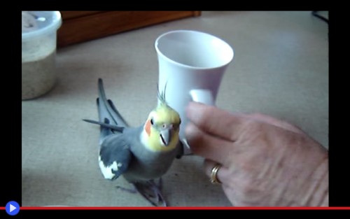 Happy Cockatiel