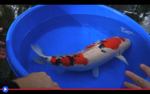 Koi Fish