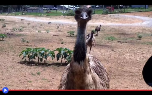 Emu Attack