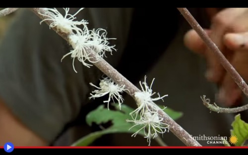 Flatid Planthoppers