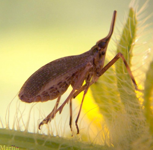 Scolops sulcipes