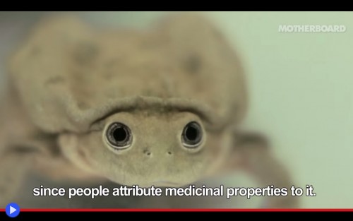 Scrotum frog