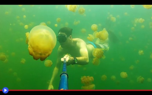 Jellyfish Lake 3