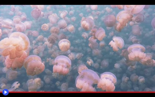 Jellyfish Lake