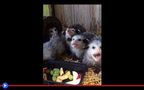 Opossum Eating Fruit