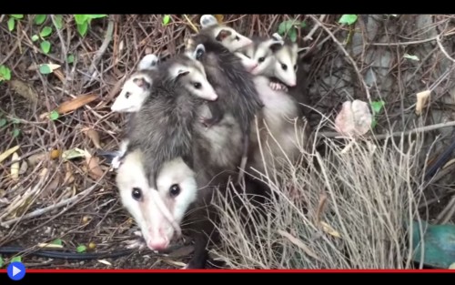 Opossum in the Closet