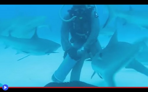 Shark petting 2