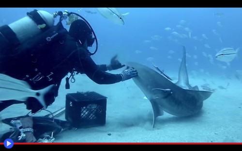 Shark petting 3