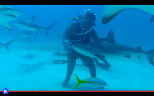 Shark petting