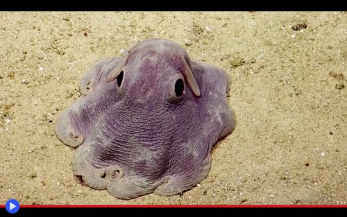 Anegada Octopus