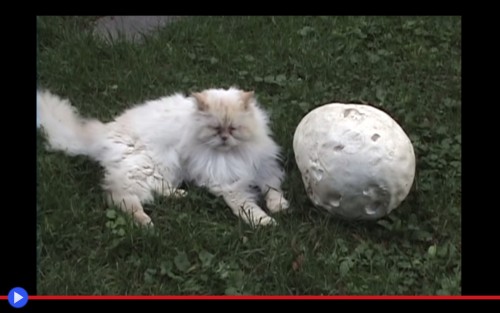 Giant Puffball 2