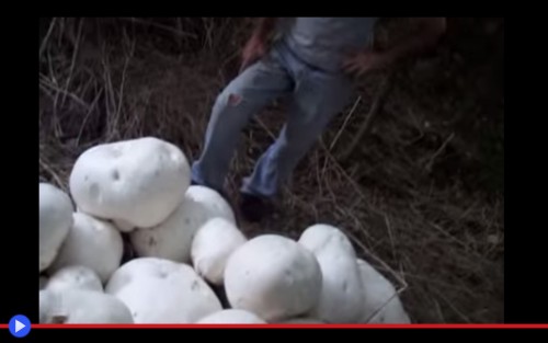 Giant Puffball