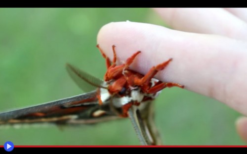 Laser Giant Moths