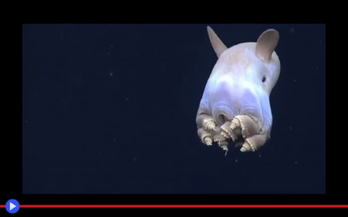 Mexico Octopus